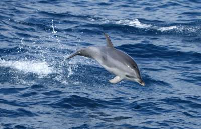 Whale Watchig auf La Gomera