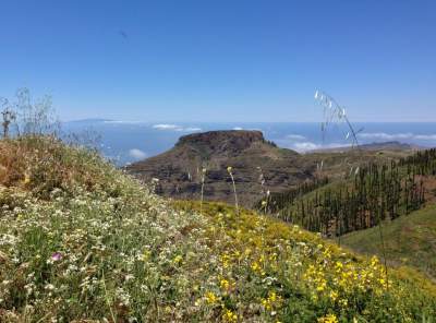 Natur Highlights La Gomera Canarianfeeling