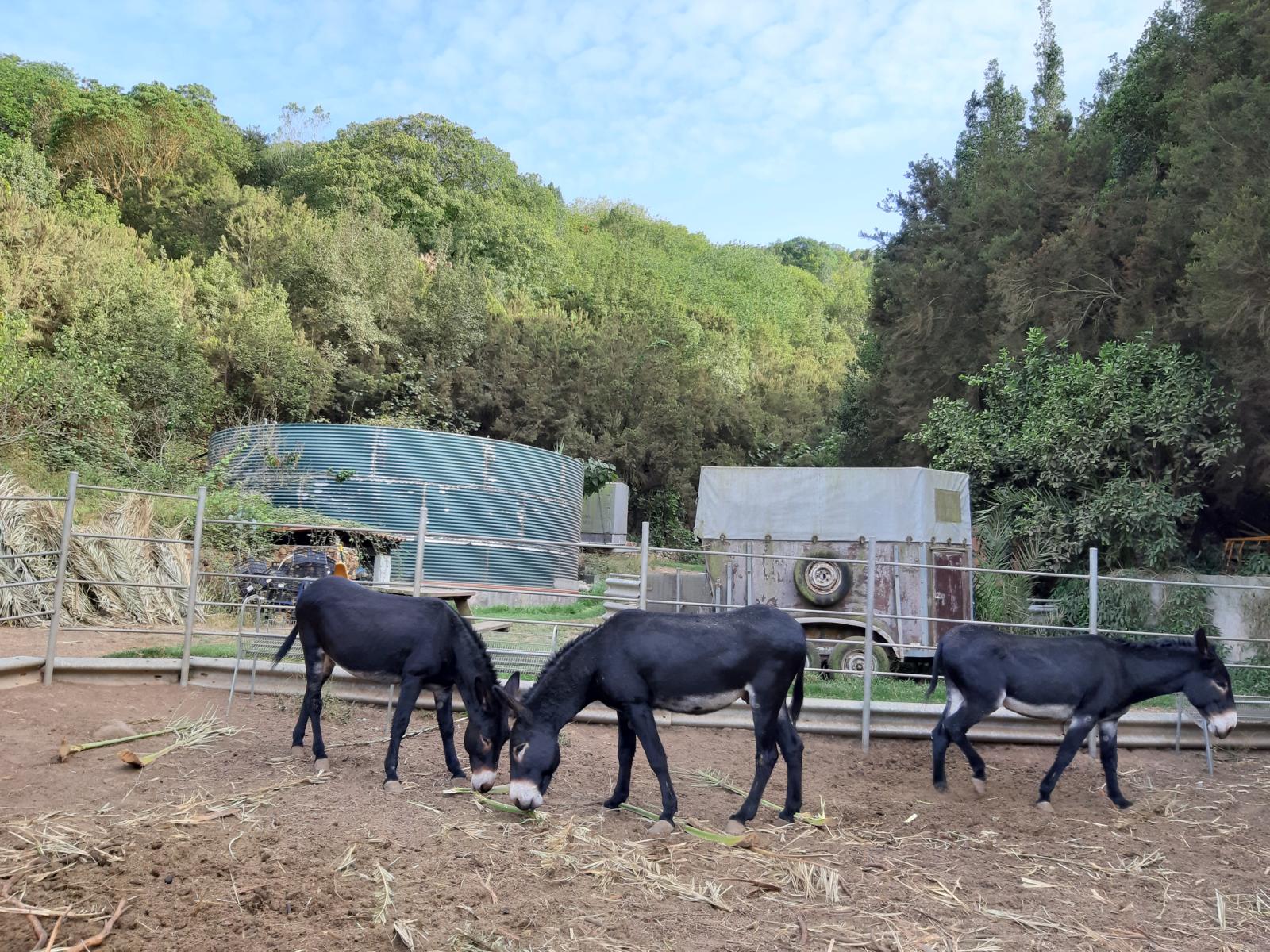 eselpark-la-gomera-las-rosas.JPG